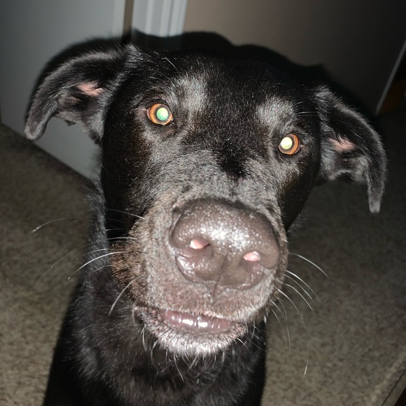 Meet your Posher, Lisa - Picture 1 of 1